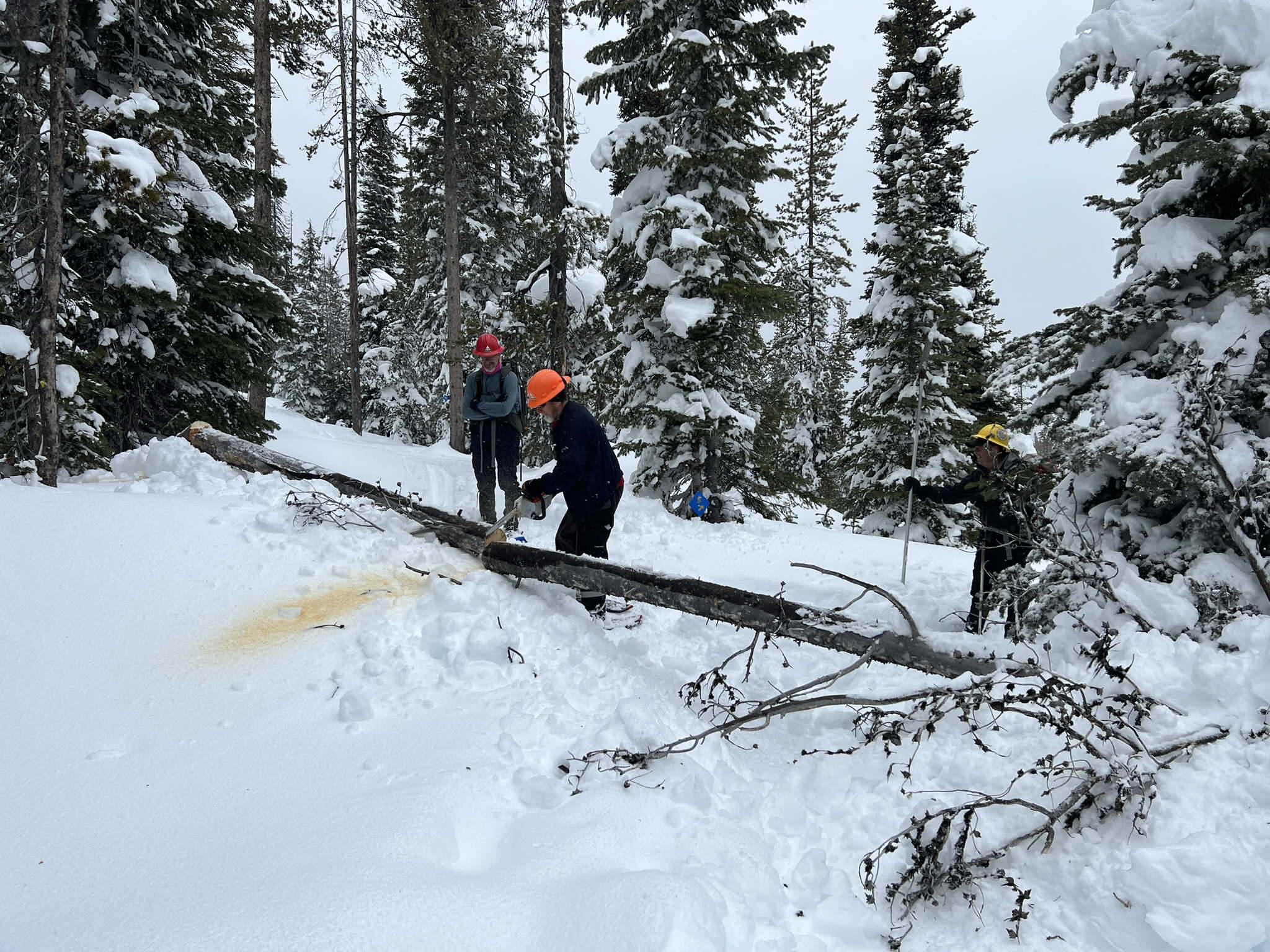 You are currently viewing Snowshoe Trail Maintenance Report